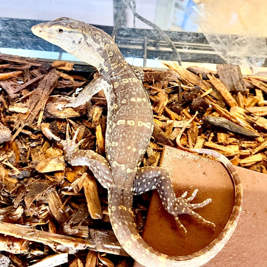 A+ Albino Mocha