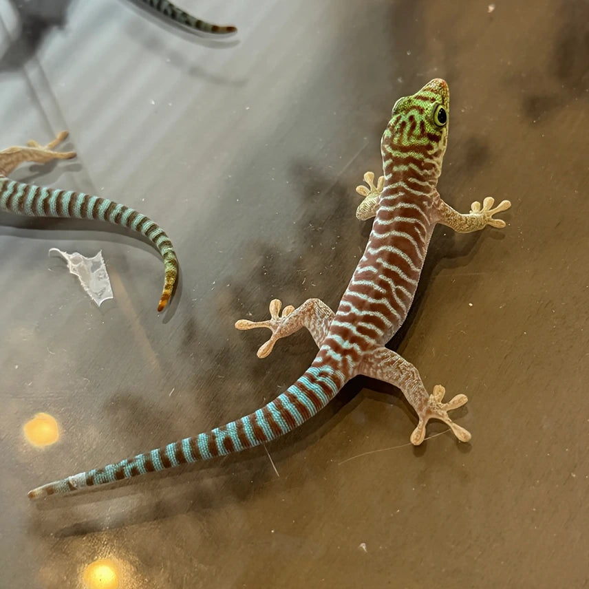 Phelsuma Standingi