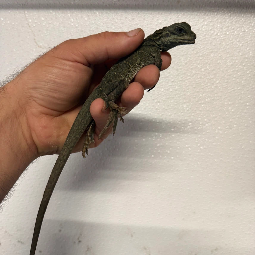 Hydrosaurus Weberi