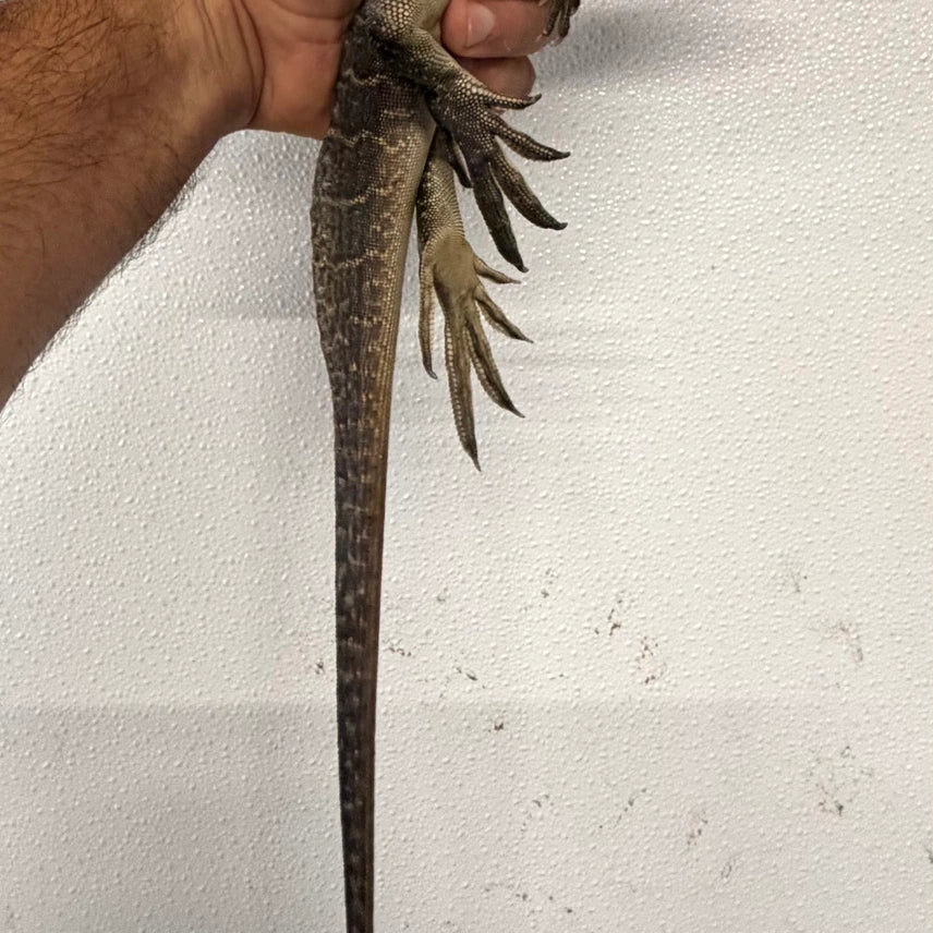 Hydrosaurus Microlophus