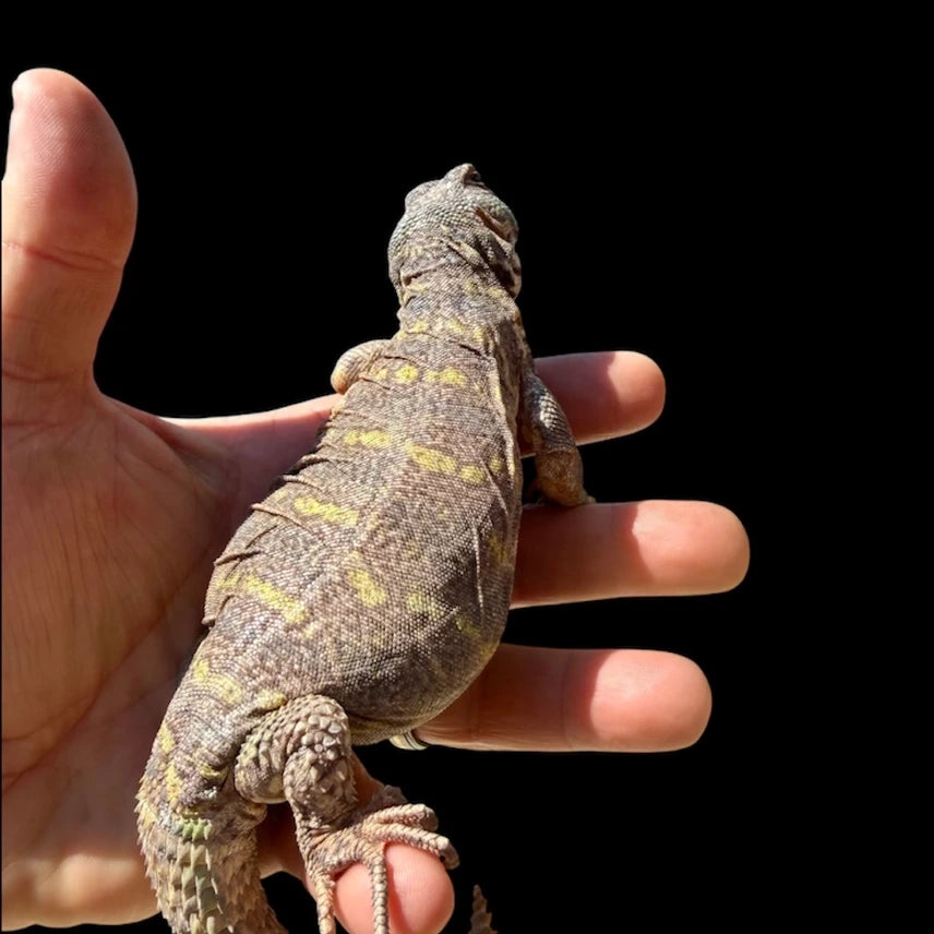 Ornate Uromastyx