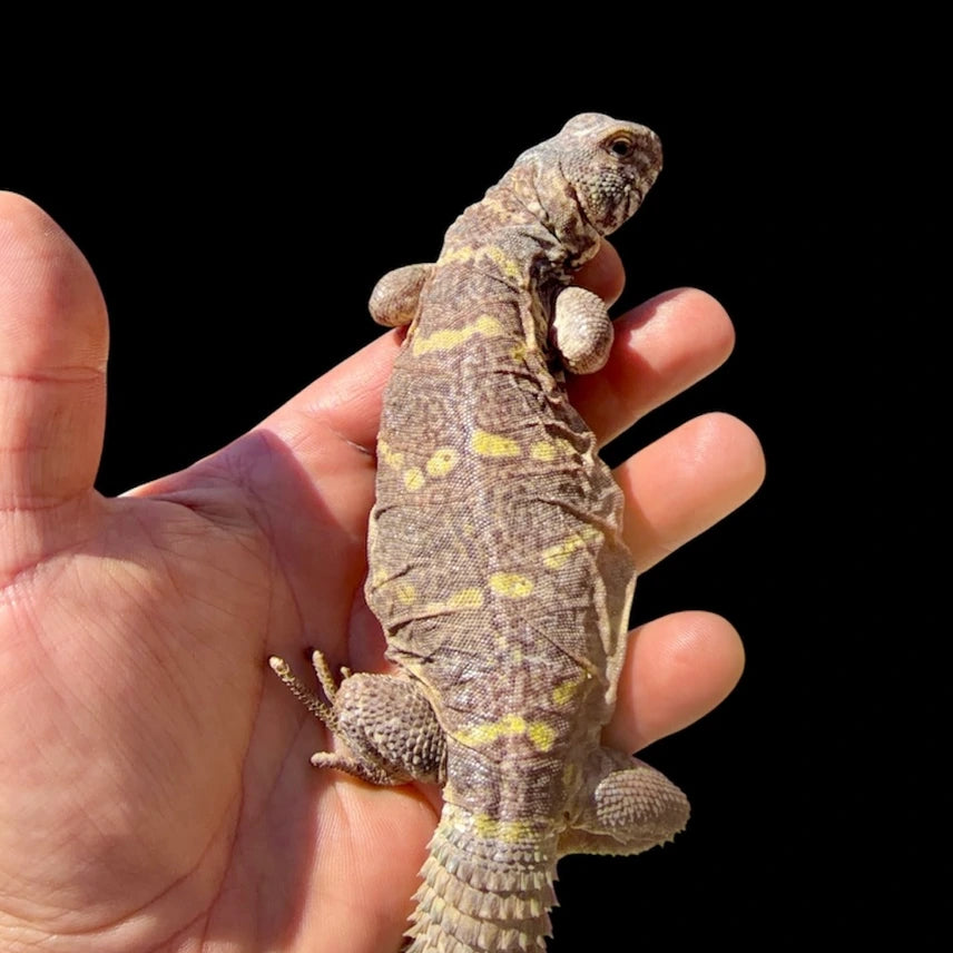 Ornate Uromastyx