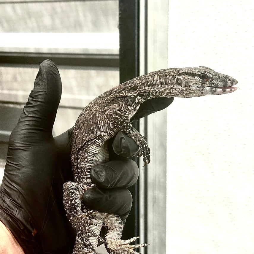 Axanthic