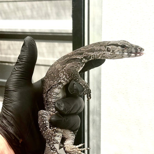 Axanthic