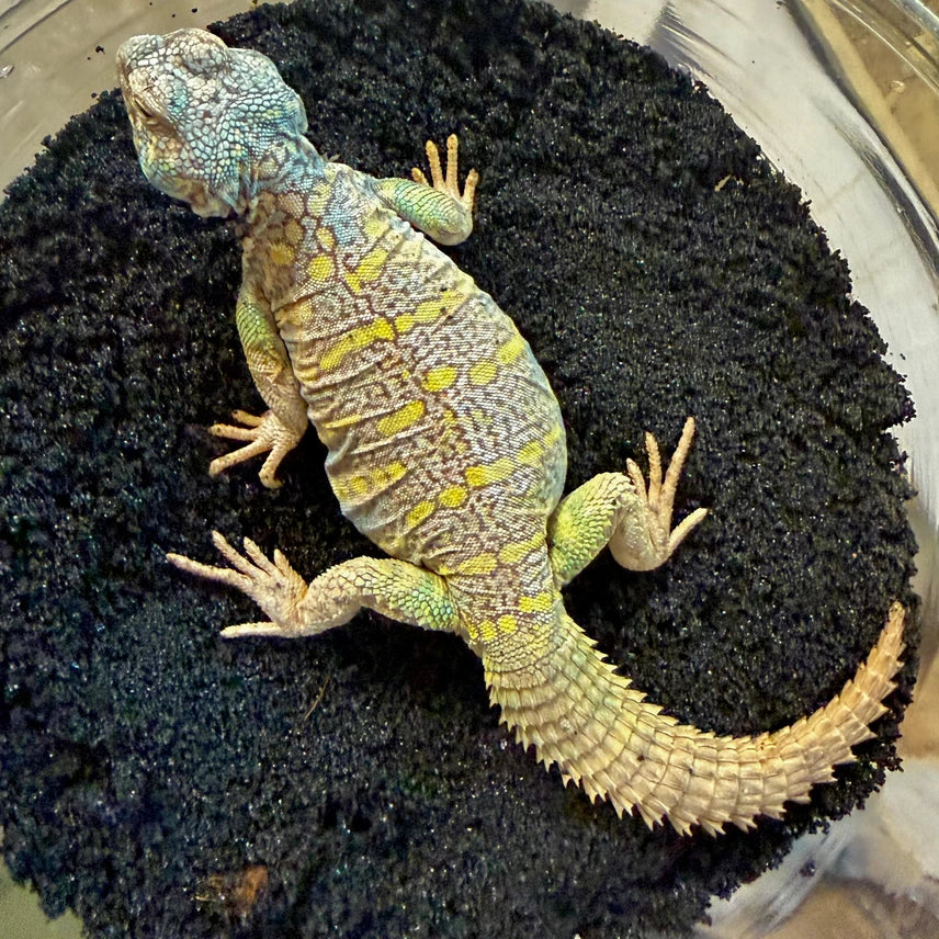 Ornate