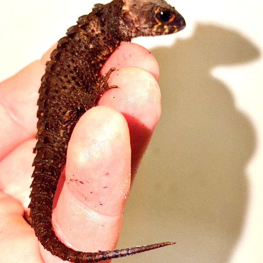 Red Eye Croc Skink