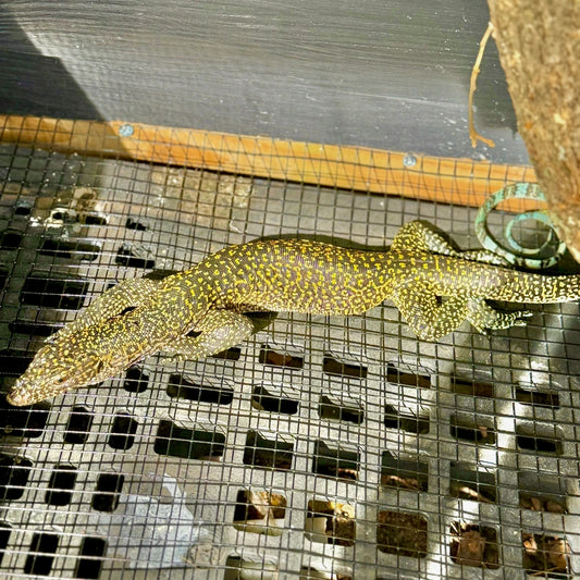 Jayapura Blue Tailed Monitor (Varanus Doreanus)