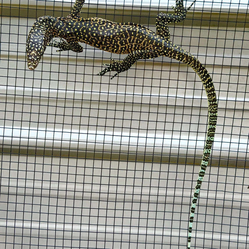 Jayapura Blue Tailed Monitor (Varanus Doreanus)