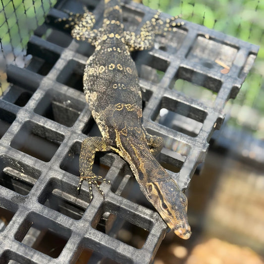 Javan Asian Water Monitor