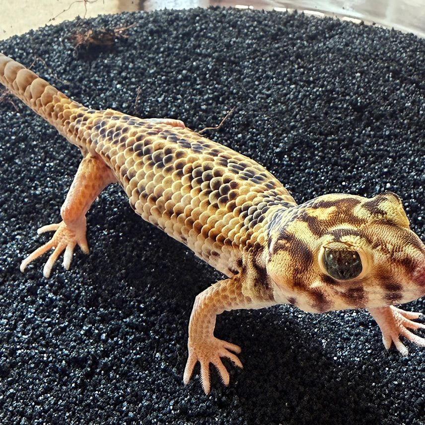 Frog Eyed Gecko (Teratoscincus Scincus)