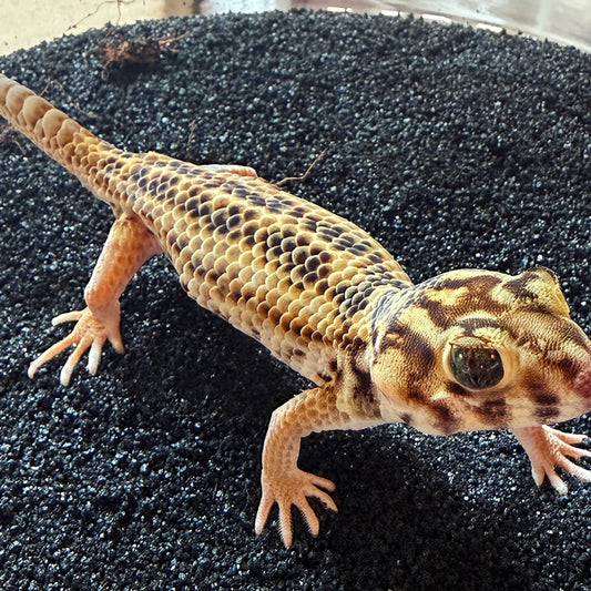 Frog Eyed Gecko (Teratoscincus Scincus)