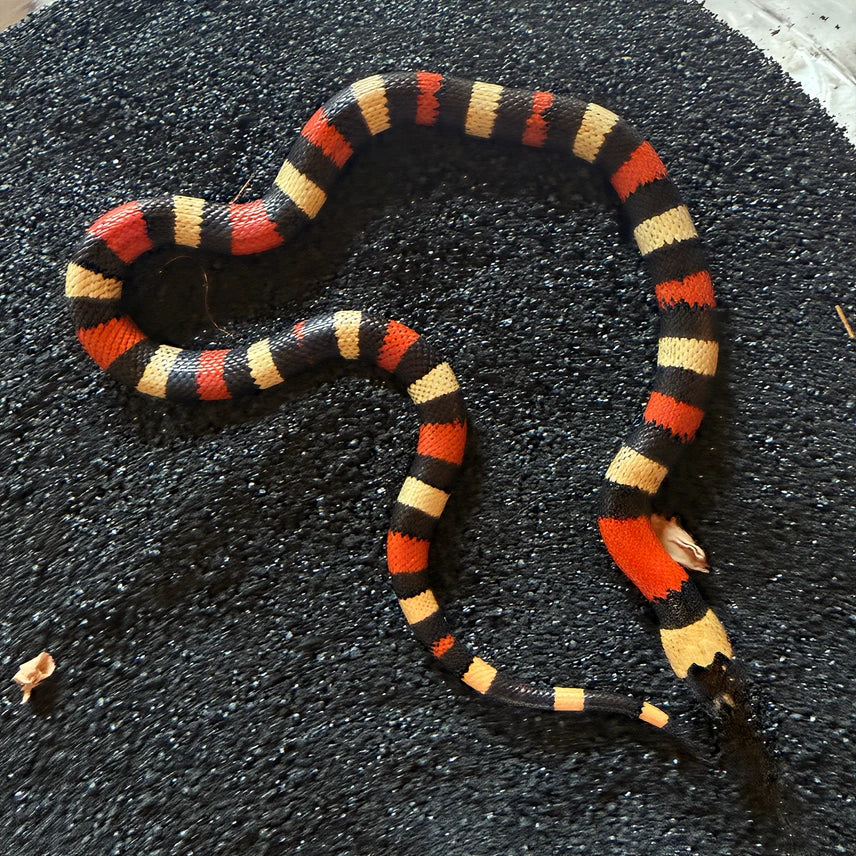 Apricot