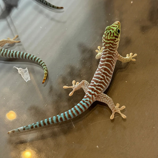 Phelsuma Standingi