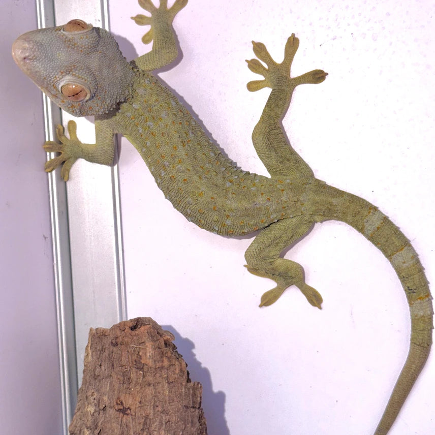 Blue Headed Green Body