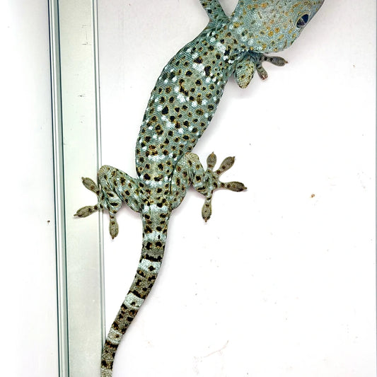 Green Galaxy