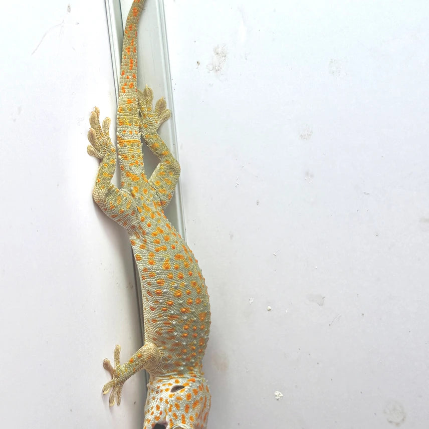 Mixed Morphs. 5 Lot