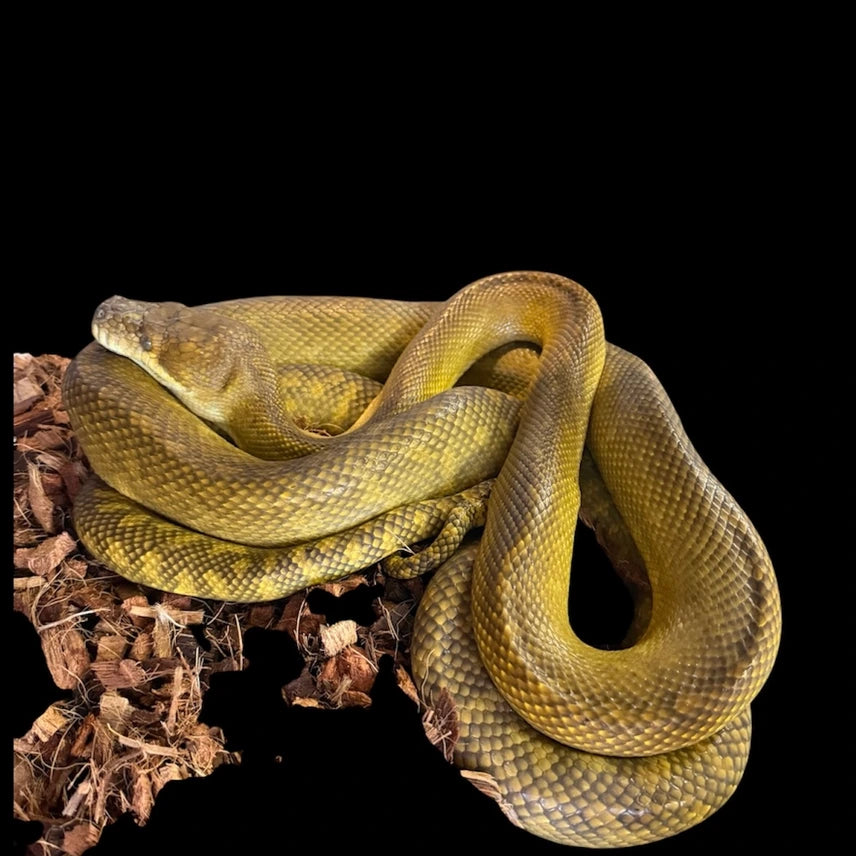 Morelia Clastolepis