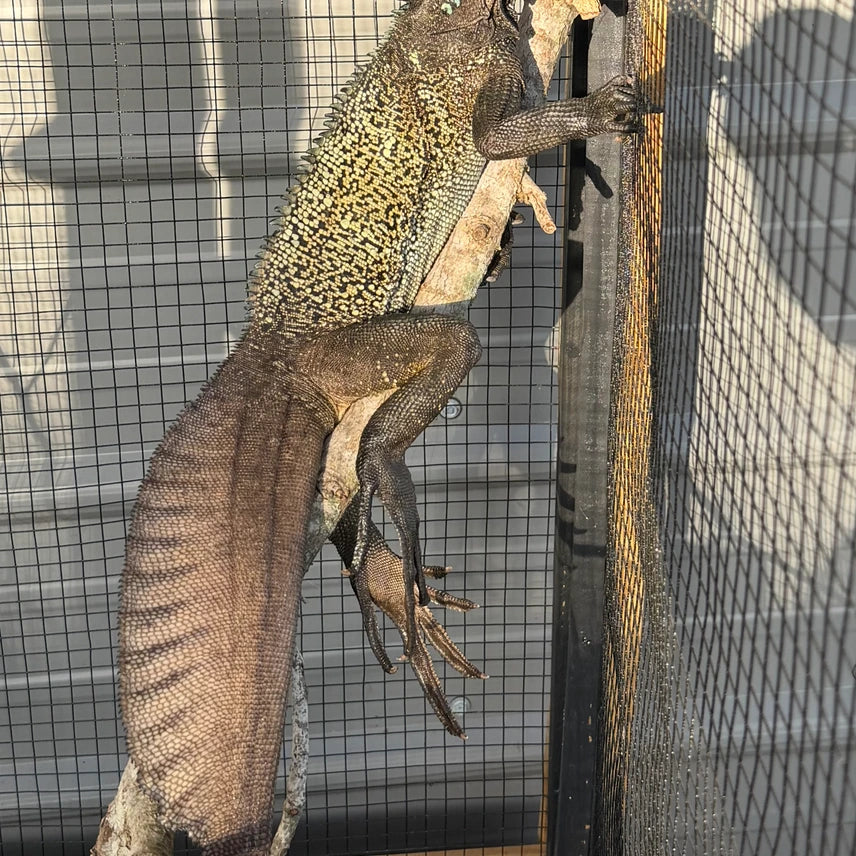 Hydrosaurus Celebensis Pair