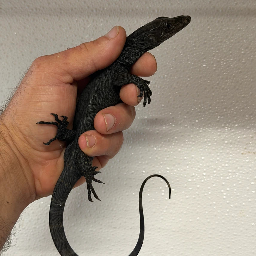 Black Dragon