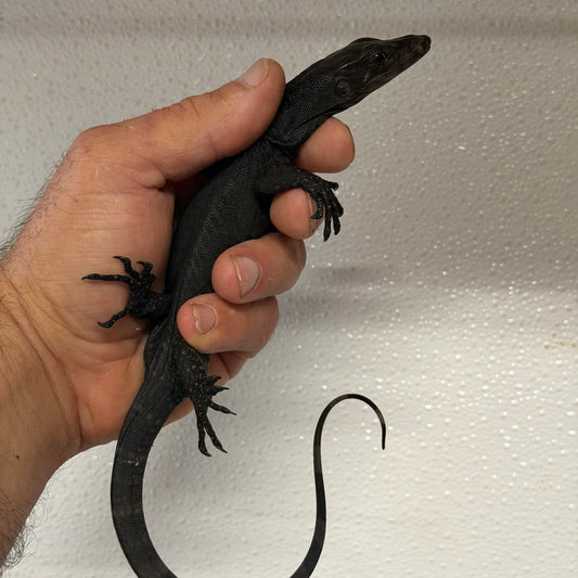 Black Dragon
