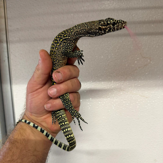 Extreme Pastel Varanus Doreanus Blue Tail
