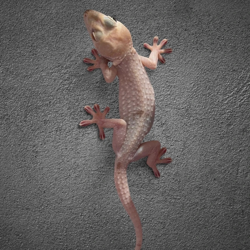 Extremely High White Pied