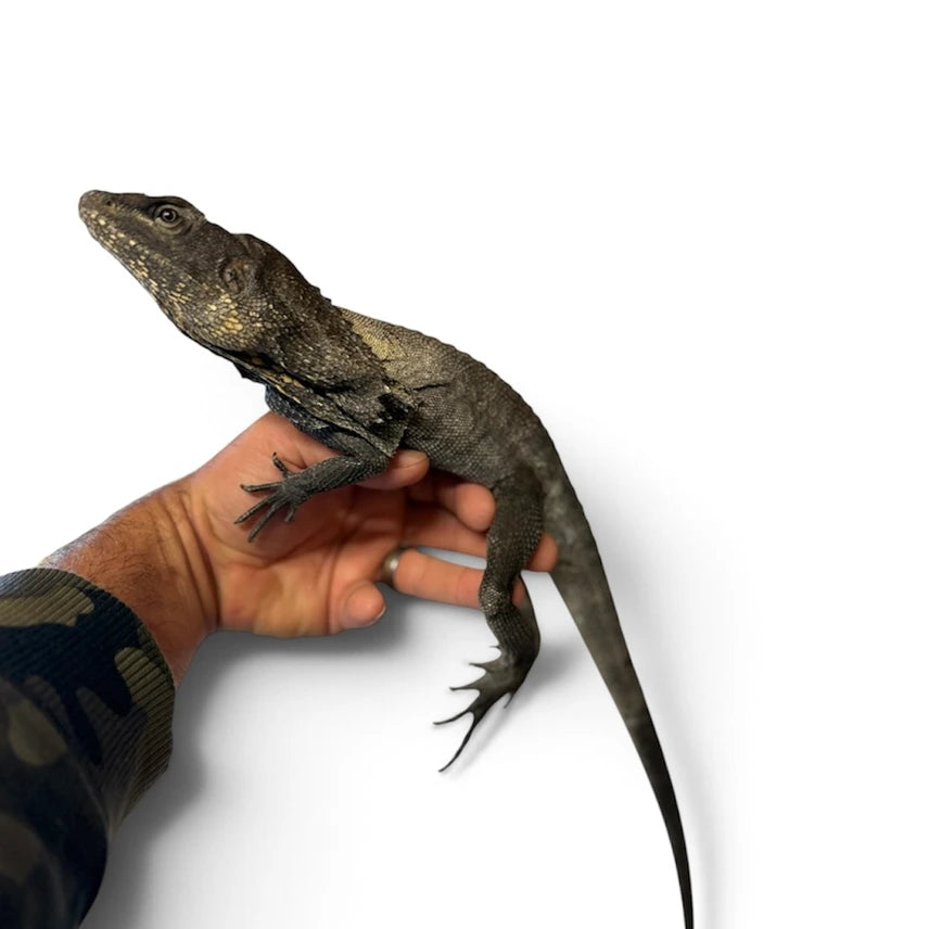 Indonesia Frilled Dragon