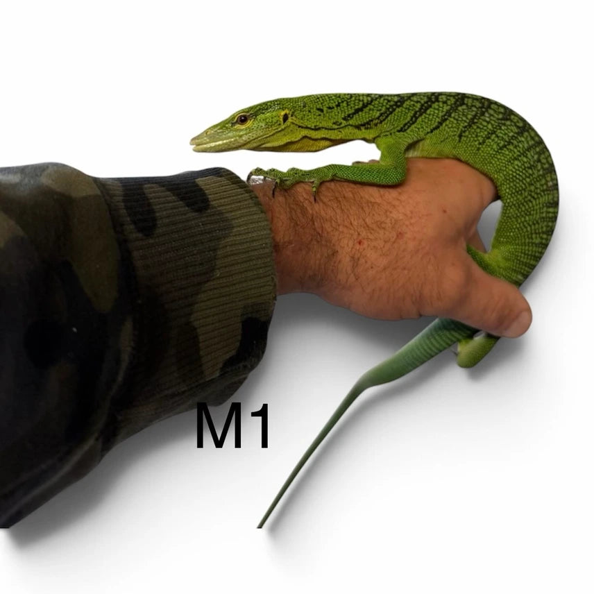 Pair Of Green Tree Monitors