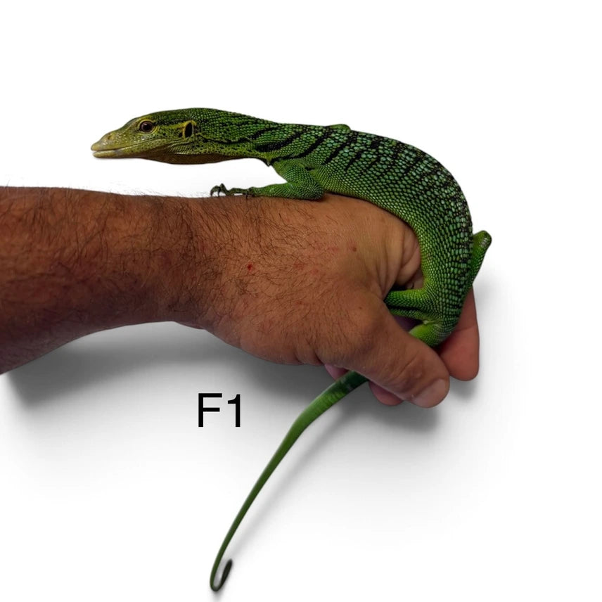Green Tree Monitor