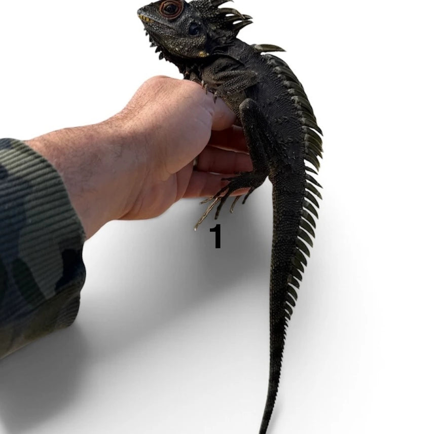 Lophosaurus Dilophus ,Crowned Forest Dragon