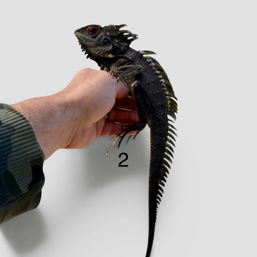 Crowned Forest Dragon, Lophosaurus Dilophus