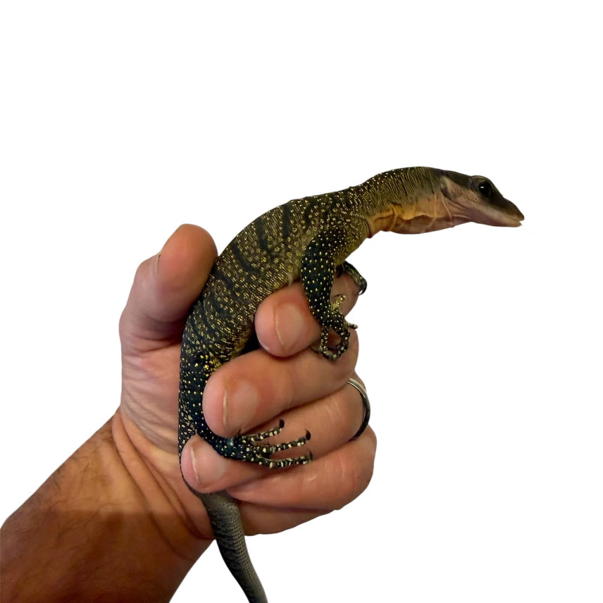Jayapura Peach Throated Monitor