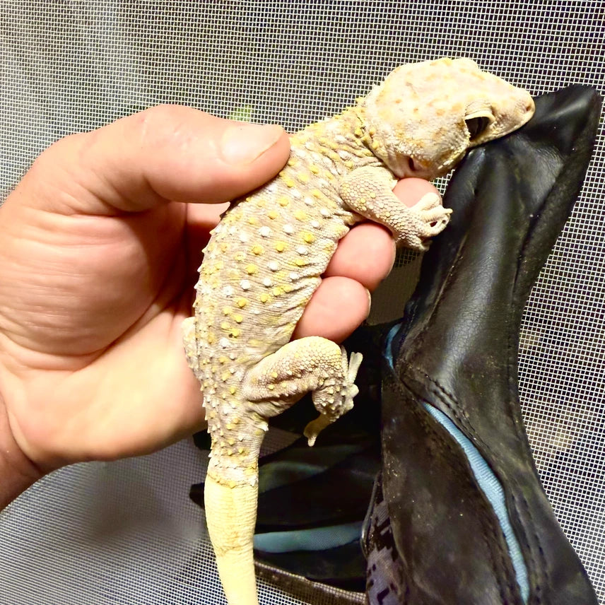 Hypo