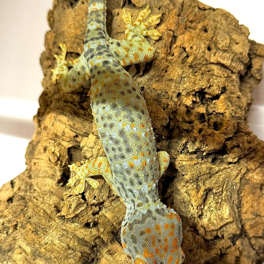 Psychedelic