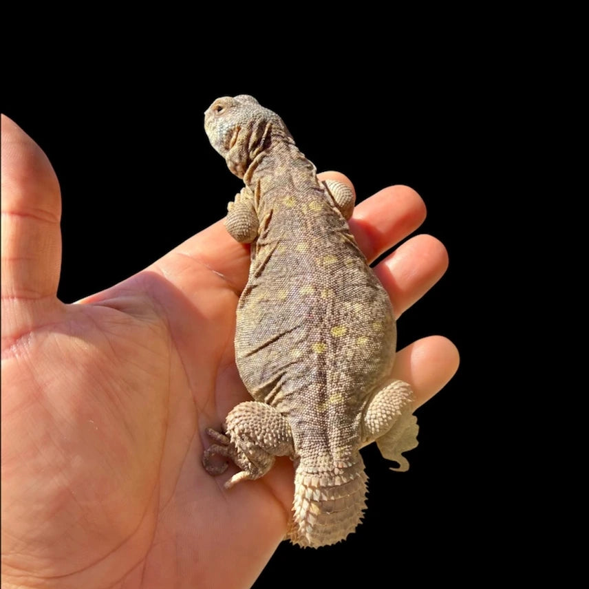 Ornate Uromastyx