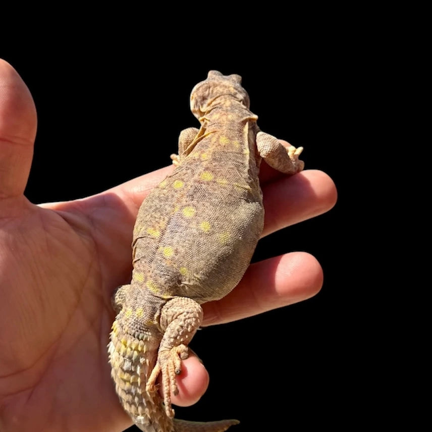 Ornate Uromastyx